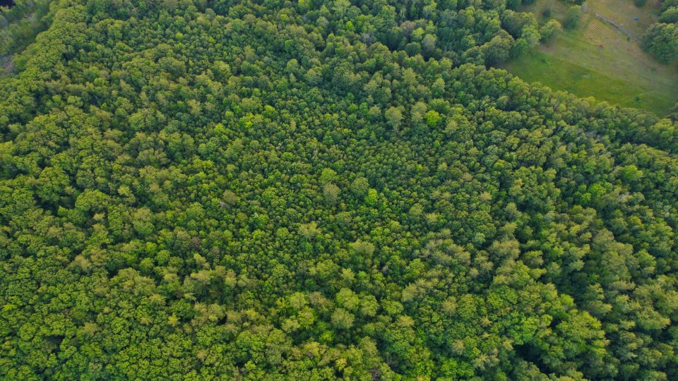Lush green forest seen from above
